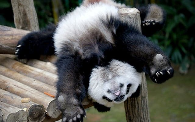 Kuala Lumpur National Zoo Of Malaysia Landscape Image